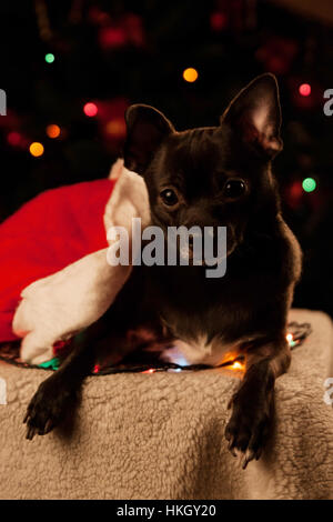 Schwarze Chihuahua mit Weihnachtsgirlande Stockfoto