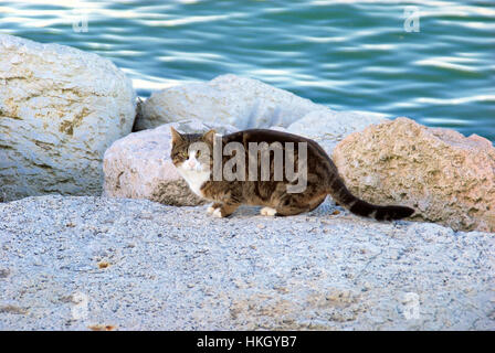 Chioggia, Venetien, Italien. Eine europäische Katze auf der Außenhafen Wellenbrecher. Stockfoto