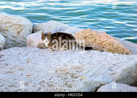 Chioggia, Venetien, Italien. Eine europäische Katze auf der Außenhafen Wellenbrecher. Stockfoto