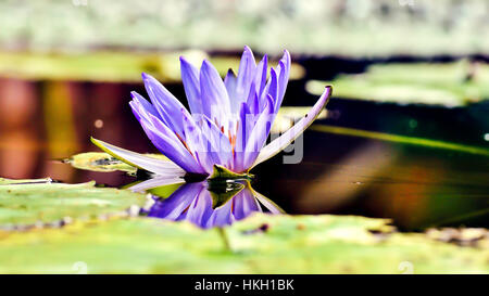 Eine lila Seerose Stockfoto