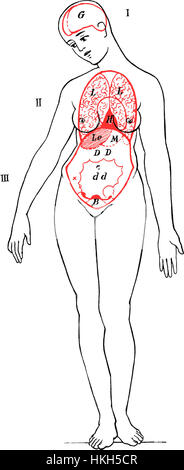Diese anatomische Illustration mit dem Titel *die inneren Organe und Körperhöhlen des Weibes* bedeutet „die inneren Organe und Körperhöhlen der Frau“. Es bietet eine detaillierte Untersuchung der menschlichen weiblichen Anatomie und hebt die Strukturen und Funktionen im weiblichen Körper hervor. Stockfoto