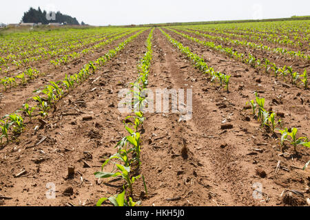 Neu gekeimt, junge Maispflanzen (Zea Mays) wachsen in einem Mielie-Feld auf dem Highveld. Stockfoto