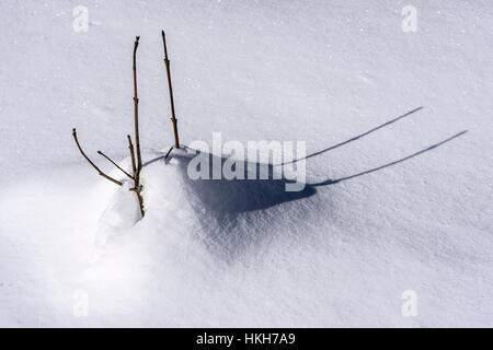 Frostigen Ast ragte aus dem Schnee an sonnigen Tag. Winter Hintergrund. Stockfoto