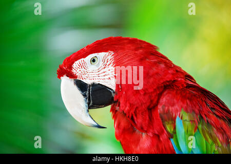 Porträt von roter Ara Papagei gegen Dschungel. Papagei Kopf auf grünem Hintergrund. Natur, Tierwelt und tropischer Regenwald Vögel. Stockfoto