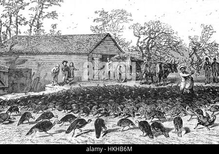 1879: Fütterung Truthähne in Vorbereitung für Thanksgiving Day auf einem großen Bauernhof der Türkei in Washington hohl in Herzogin County im US-Bundesstaat New York. Stockfoto