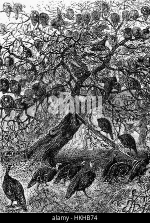 1879: einen Schlafplatz auf einem großen Bauernhof der Türkei in Washington hohl in Herzogin County im US-Bundesstaat New York. Stockfoto