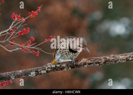 Nördlichen Flimmern Sitzstangen auf Ast mit Winterberry im Hintergrund Stockfoto