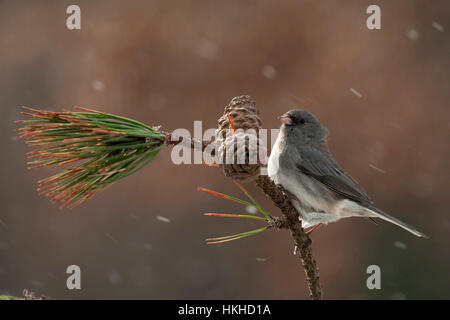 Dunkle Augen Junco auf Tannenzweig mit Tannenzapfen an verschneiten Tag Stockfoto