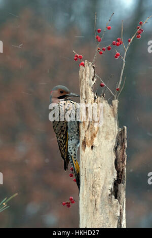 Nördlichen Flimmern sucht nach Nahrung in Toten Baumstumpf an verschneiten Tag Stockfoto