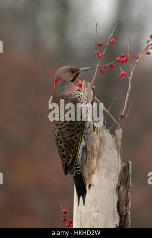 Nördlichen Flimmern klammert sich an verwitterten Baumstumpf mit winterberry Stockfoto