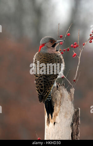 Nördlichen Flimmern klammert sich an verwitterten Baumstumpf mit winterberry Stockfoto