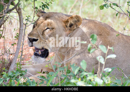 Löwin Kopf liegen unter einem Baum im Tsavos Park in Kenia Stockfoto