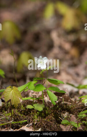 Falsche Rue-anenome Stockfoto