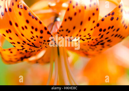 Tiger-Lilie, Lilie Blume, Nahaufnahme, Maine, USA Stockfoto