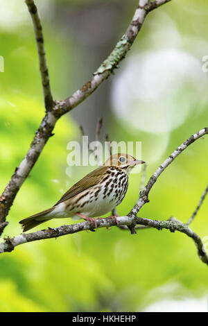 Ovenbird Stockfoto