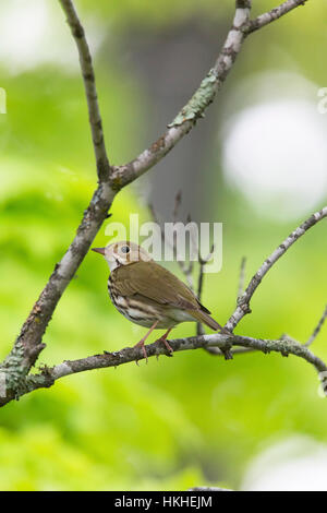 Ovenbird Stockfoto