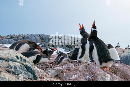 Gentoo Penguins auf ihren Nestern aus Kieselsteinen gemacht. Ein Ei ist sichtbar in das Nest des Paares stehen. Stockfoto