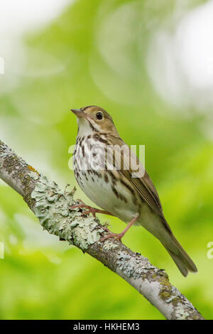 Ovenbird Stockfoto