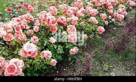 Blumenbeet leuchtend rosa Rosen (Rosea) in einem englischen Landhaus-Stil Stockfoto