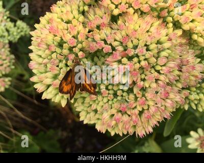 Schmetterling auf Blume Stockfoto