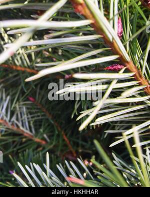 Nahaufnahme eines edlen Tannenzweigen Weihnachtsbaum Stockfoto