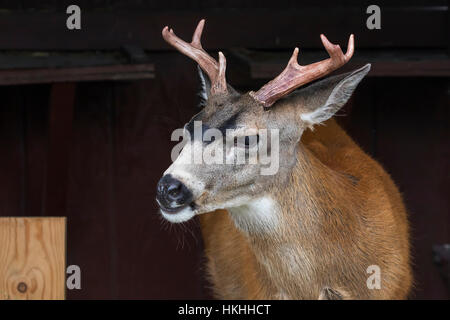 Sitka schwarz - angebundene Rotwild (Odocoileus Hemionus Sitkensis) im Alaska Wildlife Conservation Center, Süd-Zentral-Alaska Stockfoto