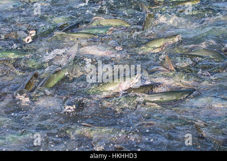 Buckellachs (Oncorhynchus Gorbuscha) aufwühlen Wasser am Fisch Wehr an die Fischaufzucht Allison Zeitpunkt außerhalb von Valdez Stockfoto