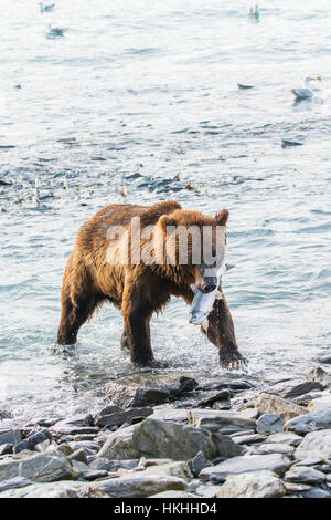 Ein männlicher Braunbär (Ursus Arctos) fängt Einen rosa Lachs (Oncorhynchus Gorbuscha) in der Fischzuchtanlage, wo das Angeln für Bären ganz einfach ist, Alliso... Stockfoto