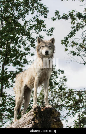 Jährling graue Wolf (Canis Lupus) steht in Lieblingsplatz, Leute im Alaska Wildlife Conservation Center, Süd-Zentral-Alaska zu beobachten Stockfoto