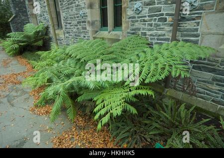 Farn-Baum in Christchurch Botanic Gardens. Stockfoto