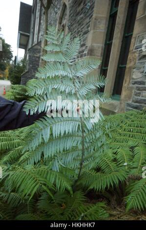 Silbernen Farn in Christchurch Botanic Gardens. Stockfoto