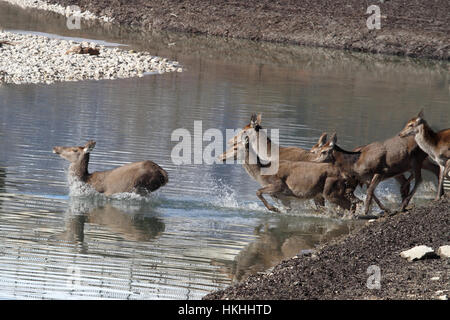 UN gruppo di cervi attraversa il lago di Barrea ghiacciato Stockfoto