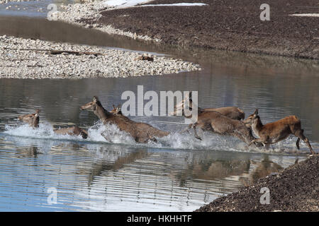 UN gruppo di cervi attraversa il lago di Barrea ghiacciato Stockfoto