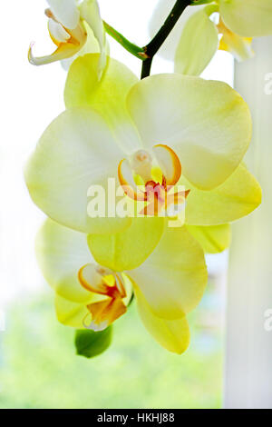 zarten gelben Blüten der Orchideen im Zimmer Stockfoto