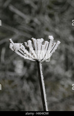 Frost im Winter auf Stängelpflanzen Pflanze gebildet. Stockfoto