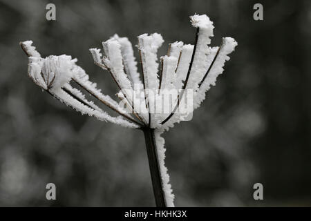 Frost im Winter auf Stängelpflanzen Pflanze gebildet. Stockfoto