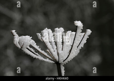 Frost im Winter auf Stängelpflanzen Pflanze gebildet. Stockfoto