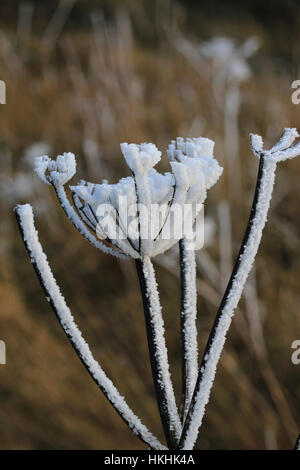 Frost im Winter auf Stängelpflanzen Pflanze gebildet. Stockfoto