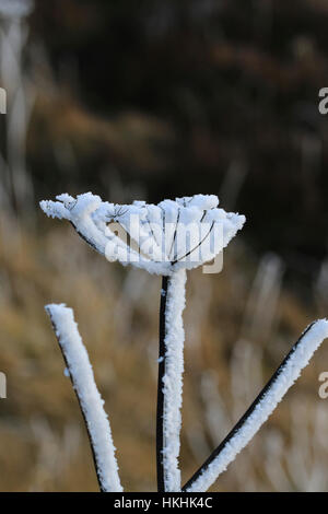 Frost im Winter auf Stängelpflanzen Pflanze gebildet. Stockfoto