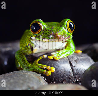 Leptopelis Vermiculatus Frosch im Studio mit dunklem Hintergrund Stockfoto