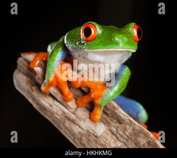 Red Eye Frosch im Studio mit dunklem Hintergrund Stockfoto