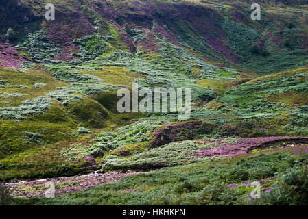 Sommer am Crowden in North Derbyshire. Lila Heidekraut blühen um Felsen in dieser dramatischen und schroffe Landschaft. Stockfoto