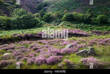 Sommer am Crowden in North Derbyshire. Lila Heidekraut blühen um Felsen in dieser dramatischen und schroffe Landschaft. Stockfoto