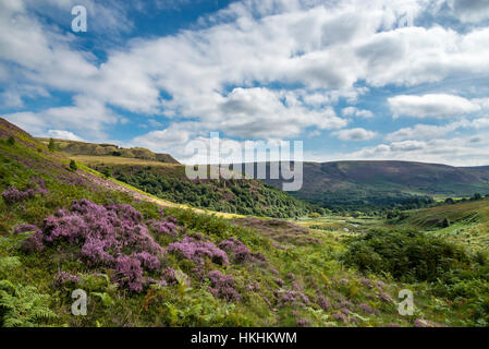 Sommer am Crowden in North Derbyshire. Lila Heidekraut blühen um Felsen in dieser dramatischen und schroffe Landschaft. Stockfoto