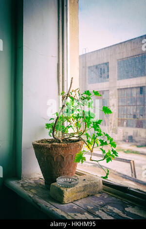 Einzelne Blume in einem Tontopf auf Fensterbank. Ein Überlebender in einem verlassenen Gebäude Stockfoto
