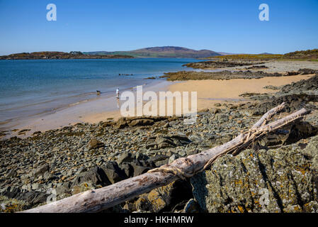 Treibholz angeschwemmt Knockbrex Strand, Solway Küste, Kirckcudbrightshire, Dumfries & Galloway, Schottland Stockfoto