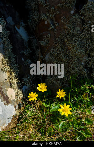 Kleinen Schöllkraut, Ranunculus Ficaria, Wildblumen, Dumfries & Galloway, Schottland Stockfoto