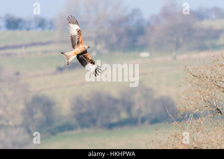 Rotmilan (Milvus Milvus) banking im Flug mit Unterseite. Mittlere bis große Raubvogel in Familie Accipitridae, in Wales, UK, Stockfoto