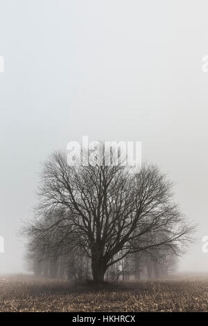 Ahornbaum mit einem Waldstück im Nebel hinter sich, in einem Bauernhof-Feld in central Michigan während Januar Tauwetter, USA Stockfoto