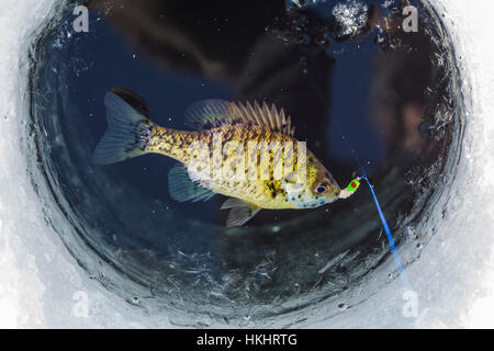 Sonnenbarsch, Lepomis Macrochirus, aka Sunfish und Brassen, aus einem Loch oben geschleppt, dann entlassen, während der zentrale Michigan, USA Stockfoto